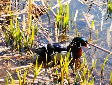 Wood duck in the reeds