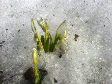 Snowdrops emerging from the snow in Carole's garden